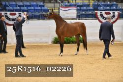 25R1516_02226 thumbnail