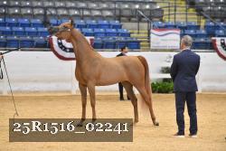 25R1516_02241 thumbnail