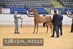 25R1516_02242 thumbnail