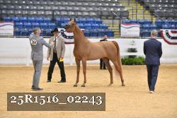 25R1516_02243 thumbnail