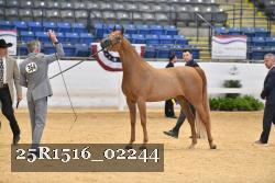25R1516_02244 thumbnail