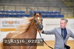 25R1516_02247 thumbnail