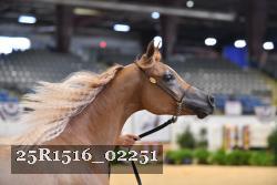 25R1516_02251 thumbnail