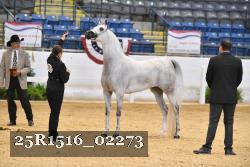 25R1516_02273 thumbnail