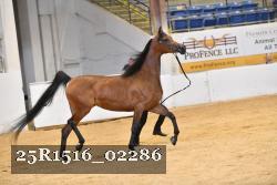 25R1516_02286 thumbnail