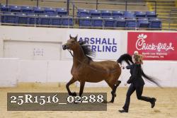 25R1516_02288 thumbnail