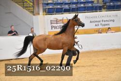 25R1516_02290 thumbnail