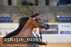 25R1516_02293 thumbnail