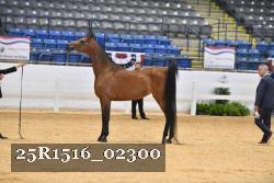 25R1516_02300 thumbnail