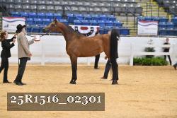 25R1516_02301 thumbnail