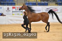 25R1516_02302 thumbnail