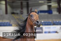 25R1516_02304 thumbnail