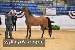 25R1516_02309 thumbnail
