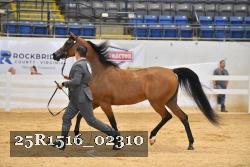 25R1516_02310 thumbnail