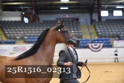 25R1516_02313 thumbnail