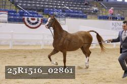 25R1516_02861 thumbnail