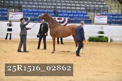 25R1516_02862 thumbnail