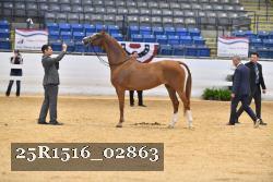 25R1516_02863 thumbnail