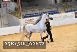 25R1516_02872 thumbnail