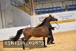 25R1516_02873 thumbnail