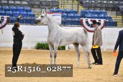 25R1516_02877 thumbnail