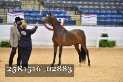 25R1516_02883 thumbnail