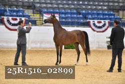 25R1516_02899 thumbnail