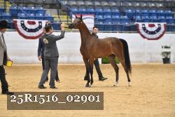25R1516_02901 thumbnail