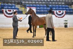 25R1516_02902 thumbnail