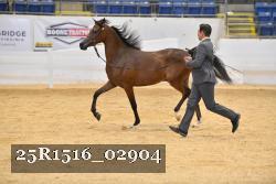 25R1516_02904 thumbnail