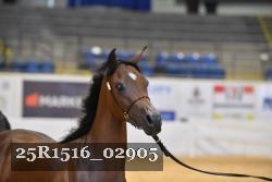 25R1516_02905 thumbnail