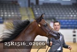 25R1516_02906 thumbnail