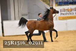 25R1516_02911 thumbnail