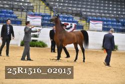 25R1516_02915 thumbnail