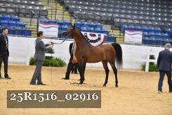 25R1516_02916 thumbnail