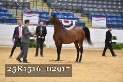 25R1516_02917 thumbnail