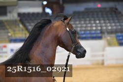 25R1516_02921 thumbnail