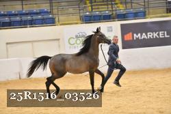 25R1516_03526 thumbnail