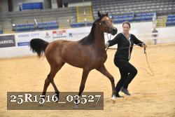 25R1516_03527 thumbnail