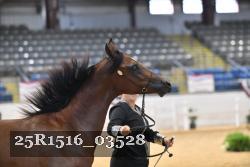 25R1516_03528 thumbnail