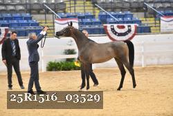 25R1516_03529 thumbnail