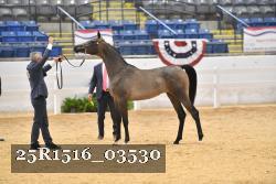 25R1516_03530 thumbnail
