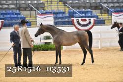 25R1516_03531 thumbnail
