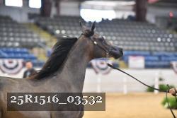 25R1516_03532 thumbnail