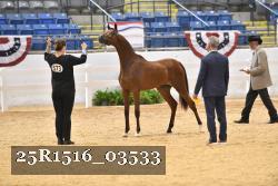 25R1516_03533 thumbnail