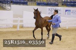 25R1516_03550 thumbnail