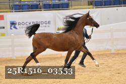 25R1516_03553 thumbnail