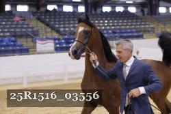 25R1516_03556 thumbnail