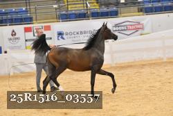 25R1516_03557 thumbnail
