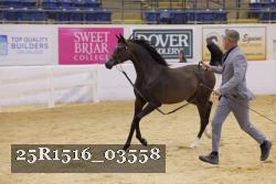 25R1516_03558 thumbnail